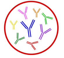 Polyclonal