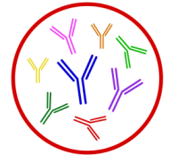Polyclonal Antibodies