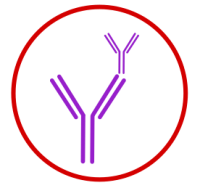 Monoclonal Antibodies
