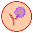 IHC